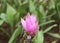 Close up landscape beautiful pink flowers of Siam Tulip or Krachiew flowers