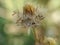 Close up landscape Tiny Tridax Procumbens flower, commonly known as Coatbuttons or Tridax Daisy, on a blurry green background