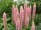 Close up landscape view of Wild Lupins in a hedgero