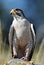 Close up of a Lanner Falcon