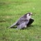 A close up of a Lanner Falcon