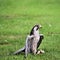 A close up of a Lanner Falcon