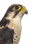 Close-up of a Lanner falcon - Falco biarmicus