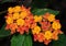 Close up Lantana Camara Flowers with Green Leaves Isolated on Nature Background