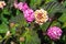 Close-Up of a Lantana flower, lantana camera with yellow and pink blossoms, shallow depth of field