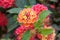 Close up lantana flowers in vibrant colors