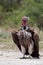 Close-up of Lappet-faced vulture