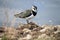 A close up of a Lapwing