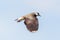 Close-up lapwing pewit vanellus vanellus in flight