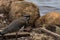 Close up of a lapwing, on a rocky region in the Conceicao Lagoon, in Florianopolis, Brazil