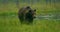 Close-up of large adult brown bear walking free in the forest at night