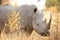 Close up of a Large African White Rhino looking at the camera