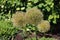 Close up of large Allium flowerheads gone to see in the summer in a garden in Wisconsin