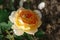 A close up of large apricot-orange rose of the `Crown Princess Margareta` variety English rose in the garden