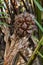 Close up of large Atap palm or Mangrove palm