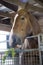 Close up of large Belgian draft horse