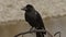 Close up of a large-billed crow cawing.