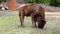 Close-up of a large bison eating grass