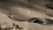 Close-up of a large black snake lying on a rock.