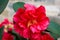 Close-up of a large blooming peony flower