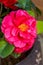 Close-up of a large blooming peony flower