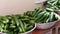 Close-up, large bowls full of fresh green cucumbers. Harvest cucumbers