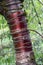 Close Up of a Large Branch of a Tibetan Cherry Tree