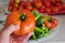 Close-up large breakfast tomato, close-up large natural field tomato