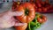 Close-up large breakfast tomato, close-up large natural field tomato