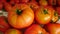 Close-up large breakfast tomato, close-up large natural field tomato