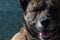 close up of a large brindle shepherd dog sitting