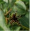 Close up of large brown and white dock spider, Arachnida, arthropod