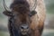 Close up of a large buffalo bison with a piece of golden grass on his head