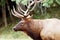 Close-up of a large bull elk.