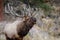 Close up large bull elk bugling and standing on a hillside in tall grass