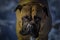 A CLOSE UP OF A LARGE BULLMASTIFF STARING INTO THE CAMERA WITH BRIGHT EYES