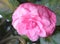 Close up of Large Camellia Japonica - Pink Wood Rose Flower with Green Leaves in Background