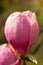 close-up large closed bud of pink flower magnolia tree