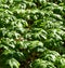 Close-up of a Large Colony of Mayapple Plants