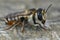 Close up of a large colorful female white sectioned leafcutter bee, Megachile albisecta