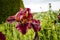 Close up of a large deep burgundy colour iris flower.