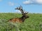 Close up of a large deer Elk sitting in grass. This is one of the largest deer species on the planet