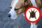 Close-up of a large dog, near a round tick hazard symbol, the concept of infestation of pets with parasites, pet care