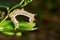 Close up of Large dragon-tailed caterpillar