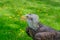 Close-up of a large eagle. eagle gaze nearby . Green grass in the background