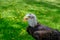 Close-up of a large eagle. eagle gaze nearby . Green grass in the background