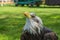 Close-up of a large eagle. eagle gaze nearby . Green grass in the background