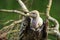 Close up of a Large Eurasian griffon vulture Gyps fulvus