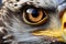 Close up of large eye of Bald Eagle bird