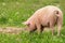 Close up of a large female pig grazing in a green summer field